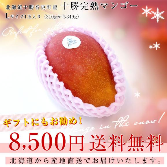 北海道から産地直送　十勝音更町産　十勝完熟マンゴー　Lサイズ1玉（310gから349g）　まんごー 送料無料03
