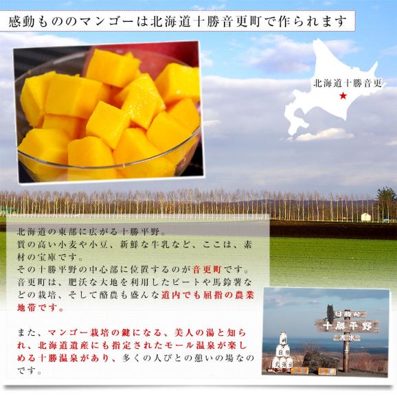 北海道から産地直送　十勝音更町産　十勝完熟マンゴー　Lサイズ1玉（310gから349g）　まんごー 送料無料05