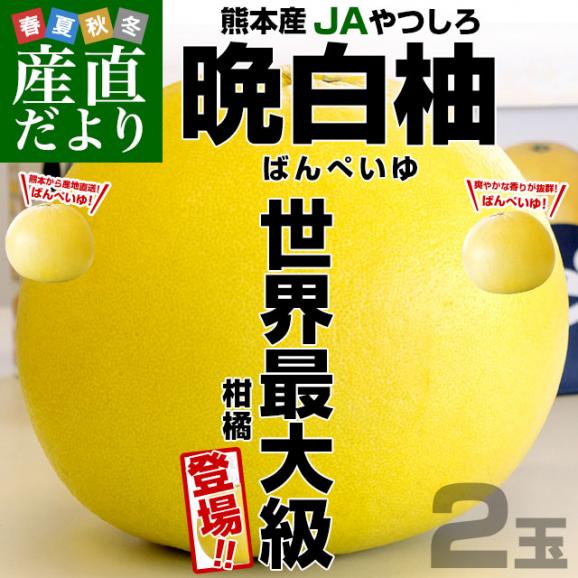 熊本産JAやつしろ 晩白柚 超大玉 ２玉入り 4キロから5キロ 送料無料 ばんぺいゆ 市場発送 柑橘 八代02