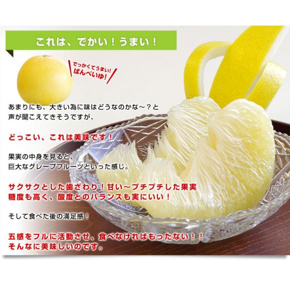 熊本産JAやつしろ 晩白柚 大玉 3玉入り 4キロから5キロ 送料無料 ばんぺいゆ 市場発送 柑橘 八代04