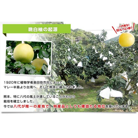 Amazon.co.jp: ばんぺいゆ（晩白柚）極上品 2玉入（3.4㌔以上）L