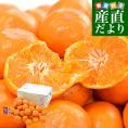 和歌山県 JA紀南 高糖度みかん「木熟201」赤無印以上 糖度14度以上 LからSサイズ 約3キロ (20玉から32玉前後) 送料無料 蜜柑 ミカン 柑橘