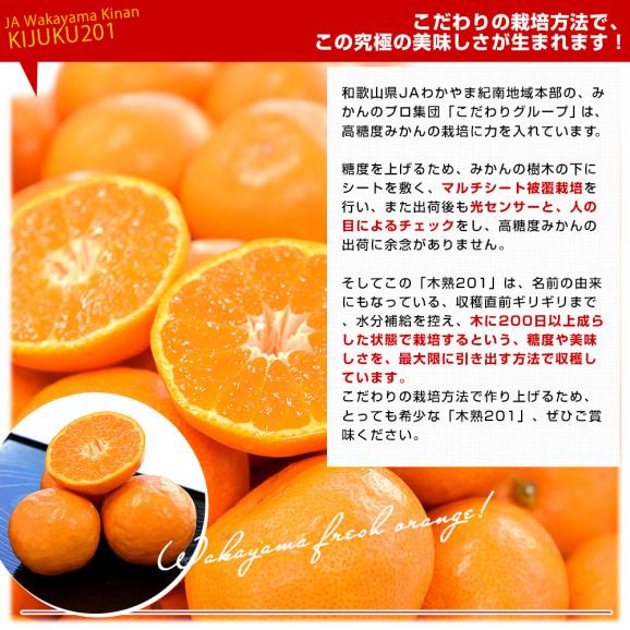 和歌山県 JAわかやま紀南地域本部 高糖度みかん「木熟201」赤無印以上 糖度14度以上 LからSサイズ 約5キロ (40玉から60玉前後) 送料無料 蜜柑 ミカン 柑橘05
