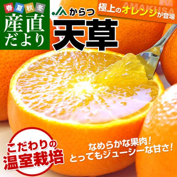 佐賀県 JAからつ 天草(あまくさ) 秀品 約2.5キロ(12玉から15玉) 化粧箱 送料無料 オレンジ 柑橘02