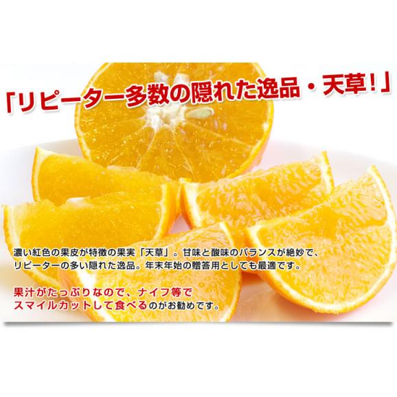佐賀県 JAからつ 天草(あまくさ) 秀品 約2.5キロ(12玉から15玉) 化粧箱 送料無料 オレンジ 柑橘04