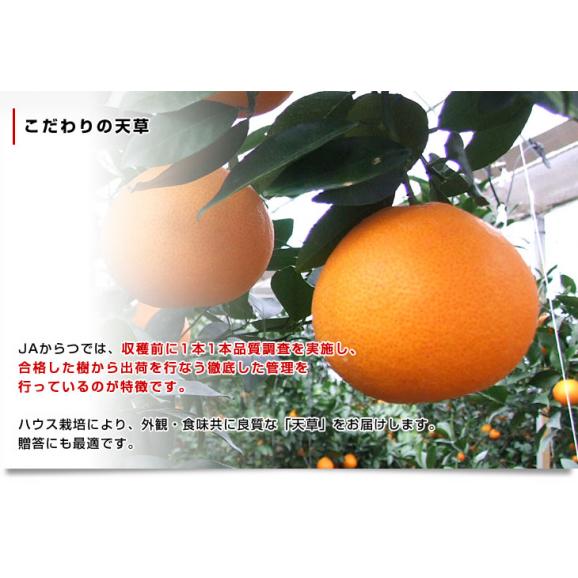 佐賀県 JAからつ 天草(あまくさ) 秀品 約2.5キロ(12玉から15玉) 化粧箱 送料無料 オレンジ 柑橘05