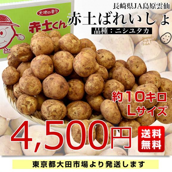 長崎県産　赤土ばれいしょ　ニシユタカ　Lサイズ　10キロ　送料無料　市場発送　馬鈴薯　ばれいしょ03