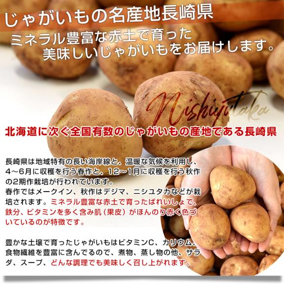 長崎県産　赤土ばれいしょ　ニシユタカ　Mサイズ　10キロ　送料無料　市場発送　馬鈴薯　ばれいしょ04