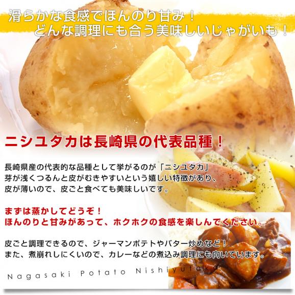長崎県産　赤土ばれいしょ　ニシユタカ　SからSSサイズ　10キロ　送料無料　市場発送　馬鈴薯　ばれいしょ05