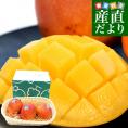 オーストラリア産 マンゴー カリプソ種 約1.5キロ （3玉） 送料無料 マンゴー トロピカルフルーツ
