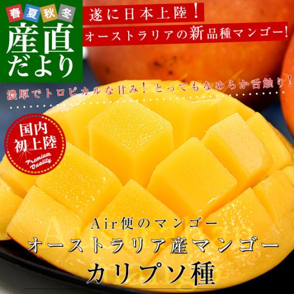 【★超目玉】 オーストラリア産 マンゴー カリプソ種 約1.5キロ （3玉） 送料 果物