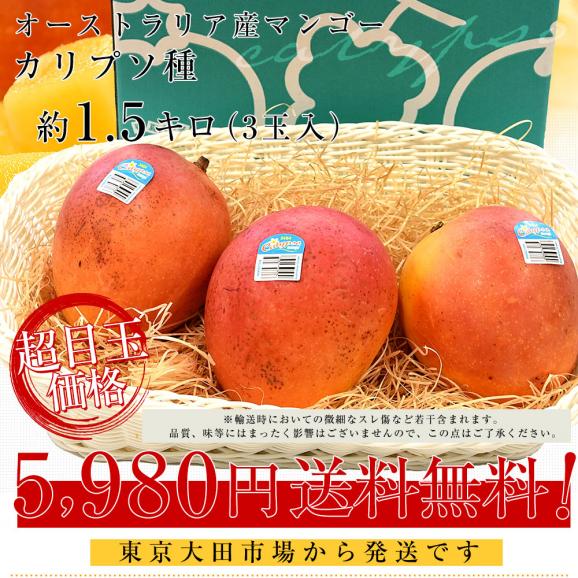 オーストラリア産 マンゴー カリプソ種 約1.5キロ （3玉） 送料無料 マンゴー トロピカルフルーツ03