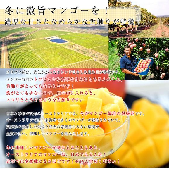 オーストラリア産 マンゴー カリプソ種 約1.5キロ （3玉） 送料無料 マンゴー トロピカルフルーツ05