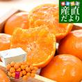 和歌山県 JA紀南 糖度12度以上 木熟みかん「天」等級：赤無印以上 約3キロ MからSサイズ（30玉から36玉前後） 送料無料 蜜柑 ミカン 柑橘