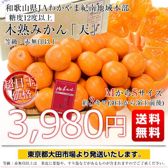 和歌山県 JAわかやま紀南地域本部 糖度12度以上 木熟みかん「天」約3キロ MからSサイズ(30玉から36玉前後) 送料無料 蜜柑 ミカン 柑橘03