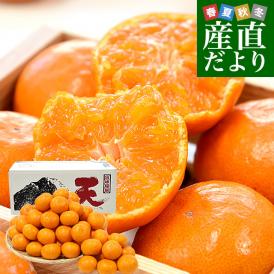 和歌山県 JA紀南 糖度12度以上 木熟みかん「天」約5キロ MからSサイズ(50玉から60玉前後) 送料無料 蜜柑 ミカン 柑橘 
