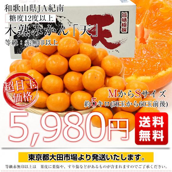 和歌山県 JA紀南 糖度12度以上 木熟みかん「天」等級：赤無印以上 約5キロ MからSサイズ（50玉から60玉前後） 送料無料 蜜柑 ミカン 柑橘03