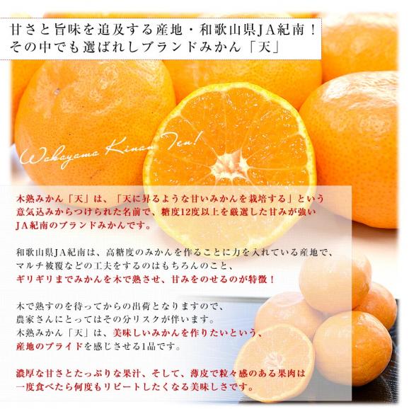 和歌山県 JA紀南 糖度12度以上 木熟みかん「天」等級：赤無印以上 約5キロ MからSサイズ（50玉から60玉前後） 送料無料 蜜柑 ミカン 柑橘04