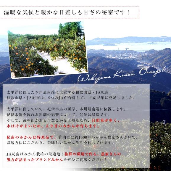 和歌山県 JA紀南 糖度12度以上 木熟みかん「天」等級：赤無印以上 約5キロ MからSサイズ（50玉から60玉前後） 送料無料 蜜柑 ミカン 柑橘05