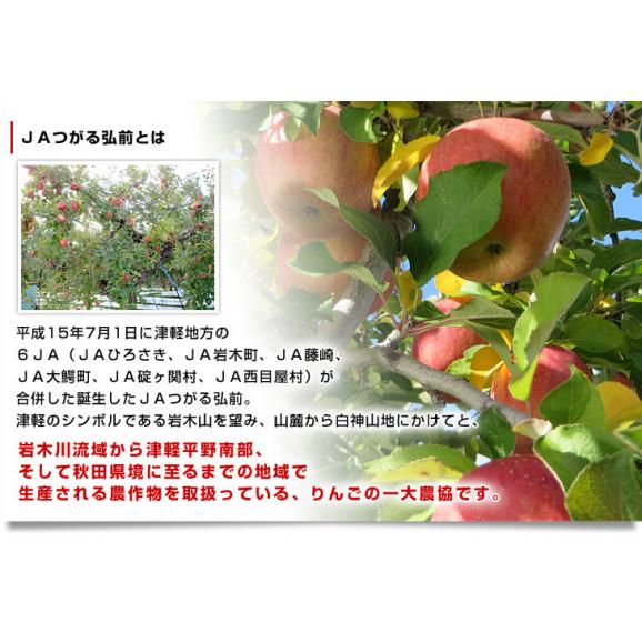 青森県産 JAつがる弘前 王林 約3キロ (12玉) 送料無料 りんご リンゴ 林檎 市場発送05