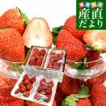 ブランドいちご2種セット 合計約1キロ【福岡県産「あまおう」約270g×2パック &栃木県産「スカイベリー」約270g×2パック】送料無料 苺 イチゴ ストロベリー
