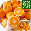佐賀県産 JAさが 佐城地区大和中央支所 蔵出しみかん あんみつ姫 5キロ 3Lから4Lサイズ (25玉から32玉前後) 市場発送 蜜柑 越冬完熟みかん 温州みかん