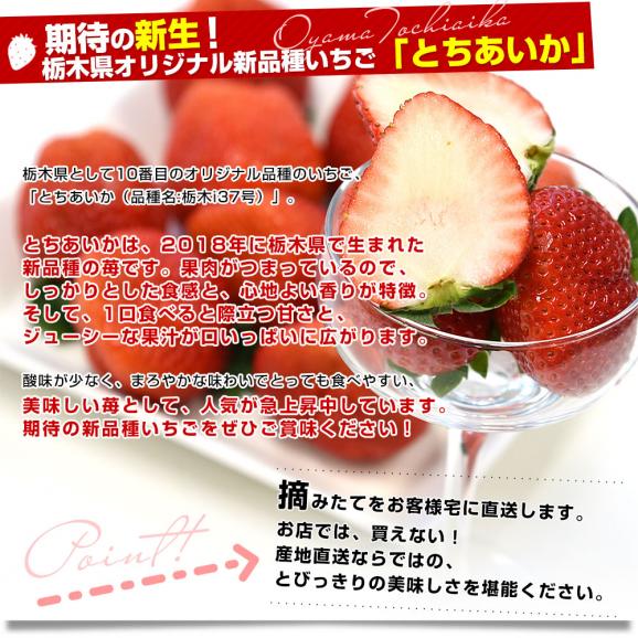 栃木県より産地直送 JAおやま 大粒 とちあいか 1箱 約540ｇ (270ｇ×2パック) 合計10粒から14粒 送料無料 いちご イチゴ 苺 クール便04