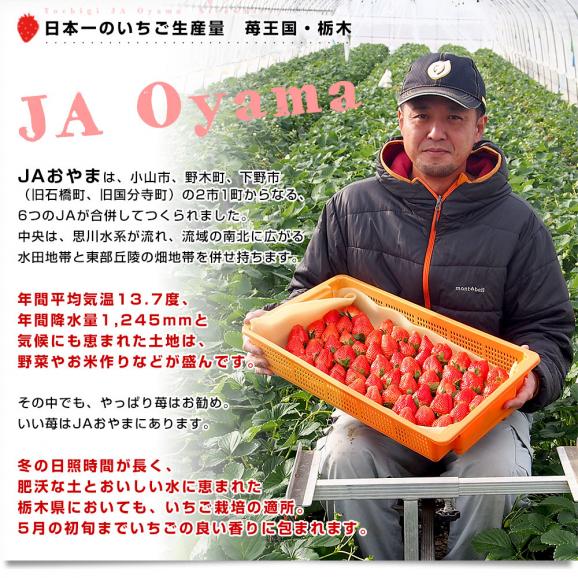 栃木県より産地直送 JAおやま 大粒 とちあいか 1箱 約540ｇ (270ｇ×2パック) 合計10粒から14粒 送料無料 いちご イチゴ 苺 クール便05