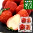 栃木県より産地直送 JAおやま 大粒 とちあいか ２箱セット 1キロ以上 (約540g×2箱) (合計20粒から28粒入り) 送料無料 いちご イチゴ 苺 クール便