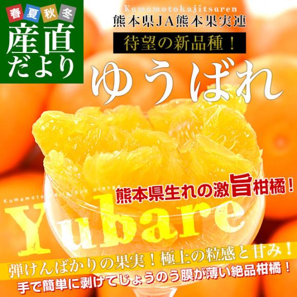 熊本県産 JA熊本果実連 新品種柑橘 ゆうばれ 秀品 約3キロ （8玉