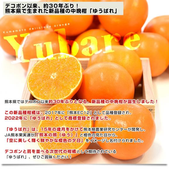 熊本県産 JA熊本果実連 新品種柑橘 ゆうばれ 秀品 約3キロ （8玉から15玉）送料無料 柑橘 みかん オレンジ04