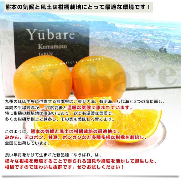 熊本県産 JA熊本果実連 新品種柑橘 ゆうばれ 秀品 約3キロ （8玉