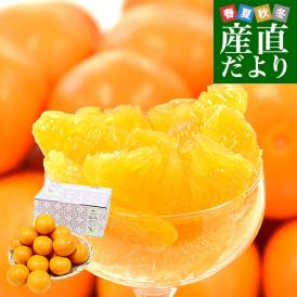 熊本県産 JA熊本果実連 新品種柑橘 ゆうばれ ご家庭用 約2.5キロ MからLサイズ （15玉前後）送料無料 柑橘 みかん オレンジ