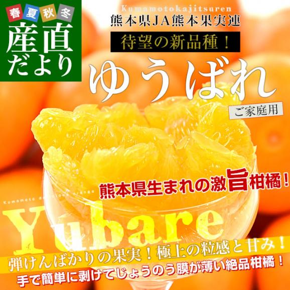 熊本県産 JA熊本果実連 新品種柑橘 ゆうばれ ご家庭用 約2.5キロ MからLサイズ （13玉から15玉前後）送料無料 柑橘 みかん オレンジ02