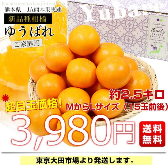熊本県産 JA熊本果実連 新品種柑橘 ゆうばれ ご家庭用 約2.5キロ MからLサイズ （15玉前後）送料無料 柑橘 みかん オレンジ03