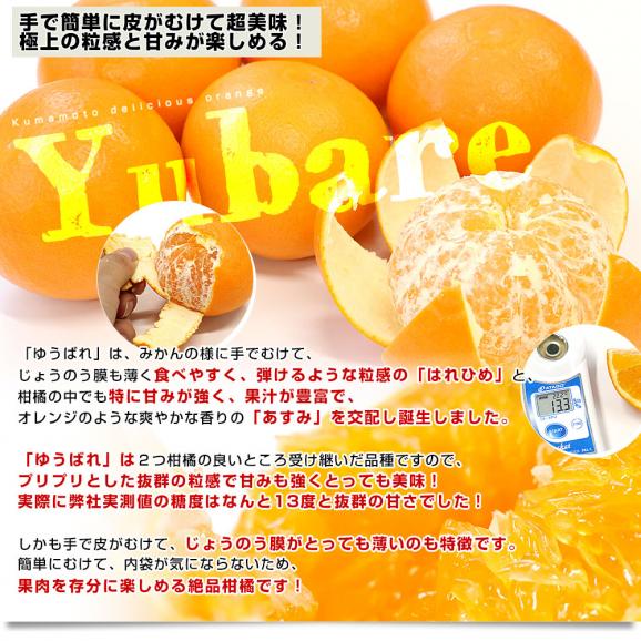 熊本県産 JA熊本果実連 新品種柑橘 ゆうばれ ご家庭用 約2.5キロ MからLサイズ （15玉前後）送料無料 柑橘 みかん オレンジ05