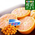 長崎県 JAながさき西海 味っ子 約5キロLからMサイズ (40玉から50玉前後)　送料無料 ミカン 蜜柑 みかん 長崎みかん 市場発送