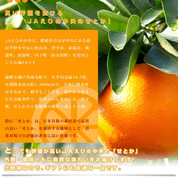 愛媛県産 JAえひめ中央 せとか 青秀品 化粧箱 2ＬからLサイズ 約3キロ（12玉から15玉） 送料無料 柑橘 オレンジ06