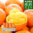 愛媛県産 JAえひめ中央 宮内いよかん 優品以上 約3キロ 3Lから2Lサイズ （10玉から12玉） 送料無料 伊予柑 柑橘 市場発送