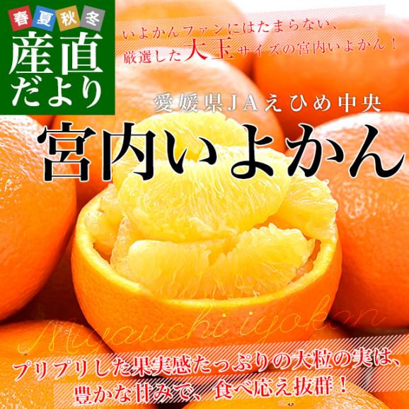愛媛県産 JAえひめ中央 宮内いよかん 優品以上 約3キロ 3Lから2Lサイズ （10玉から12玉） 送料無料 伊予柑 柑橘 市場発送02
