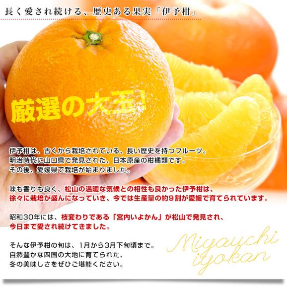 愛媛県産 JAえひめ中央 宮内いよかん 優品以上 約3キロ 3Lから2Lサイズ （10玉から12玉） 送料無料 伊予柑 柑橘 市場発送04