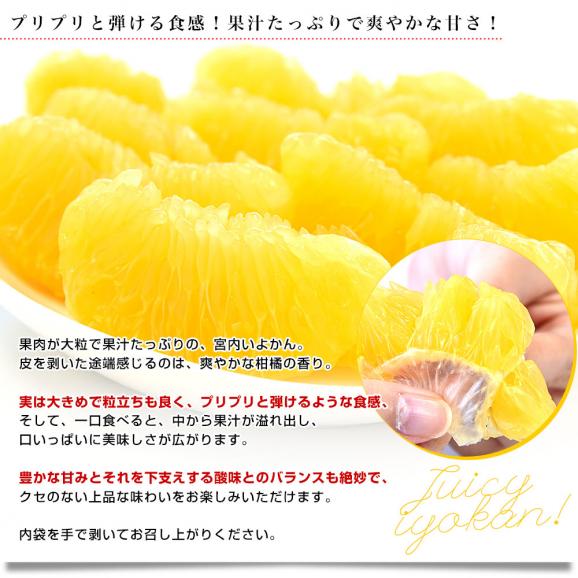 愛媛県産 JAえひめ中央 宮内いよかん 優品以上 約3キロ 3Lから2Lサイズ （10玉から12玉） 送料無料 伊予柑 柑橘 市場発送05