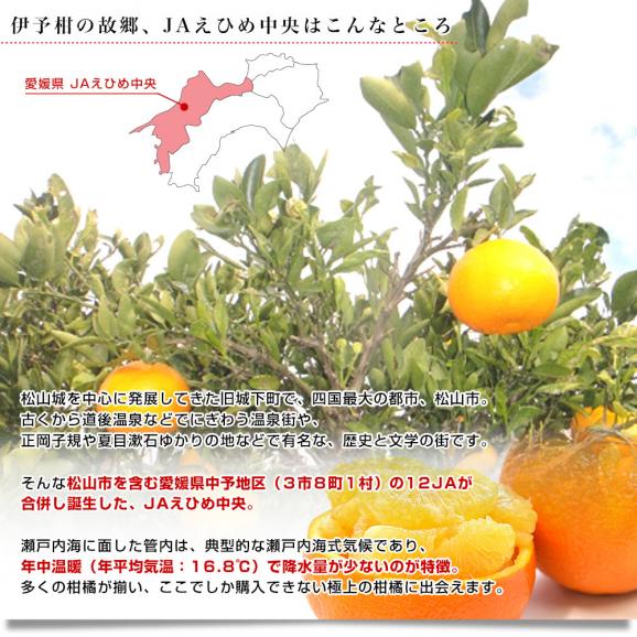 愛媛県産 JAえひめ中央 宮内いよかん 優品以上 約3キロ 3Lから2Lサイズ （10玉から12玉） 送料無料 伊予柑 柑橘 市場発送06
