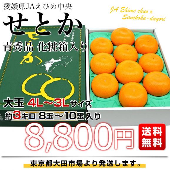 愛媛県産 JAえひめ中央 せとか 青秀品 化粧箱 大玉 4Ｌから3Lサイズ 約3キロ（8玉から10玉） 送料無料 柑橘 オレンジ03