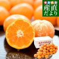 和歌山県 JA紀南 越冬木熟みかん「紀州一番」LからSサイズ 約5キロ(40玉から60玉前後) 送料無料 みかん ミカン 柑橘 市場発送