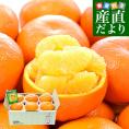 愛媛県産 JAえひめ中央 宮内いよかん 優品以上 3Lから2Lサイズ 約1.8キロ (6玉から7玉) 送料無料 伊予柑 柑橘 市場発送