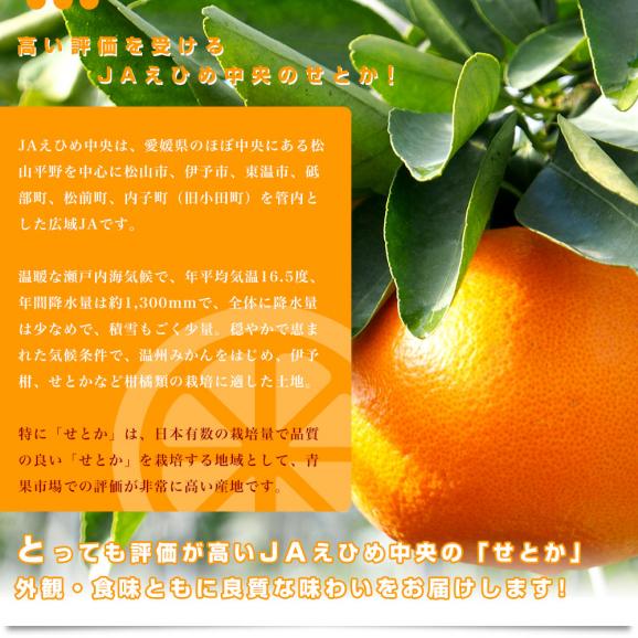 愛媛県産 JAえひめ中央 せとか 優品又は青〇以上　3LからLサイズ 約2.5キロ（7玉から12玉前後）送料無料 柑橘 オレンジ06