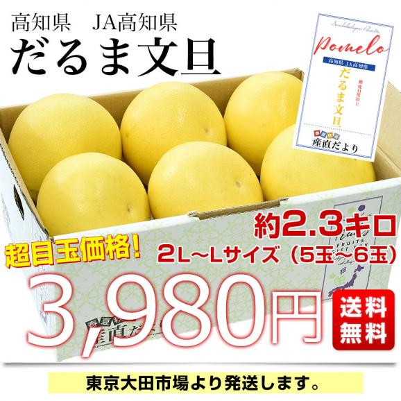 代引き手数料無料 高知県産 2LからLサイズ（5玉 約2.3キロ だるま文旦 JA高知県 果物