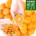 静岡県産 JAふじ伊豆 西浦柑橘出荷部会 寿太郎みかん 約2.5キロ  LからSサイズ（20玉から32玉前後） みかん ミカン 市場発送