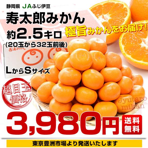 静岡県産 JAふじ伊豆 西浦柑橘出荷部会 寿太郎みかん 約2.5キロ  LからSサイズ（20玉から32玉前後） みかん ミカン 市場発送03